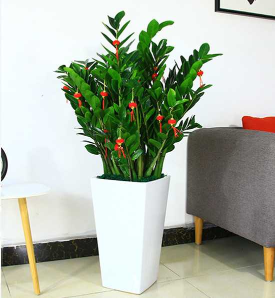 1675936277156911.jpg 金钱树.jpg